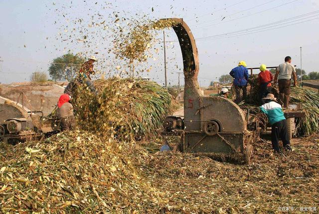 哪些植物适合制作喂羊青贮饲料?5步骤3优点,揭开青贮饲料面纱