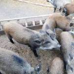 沙棘僧专业生态免疫科配饲料