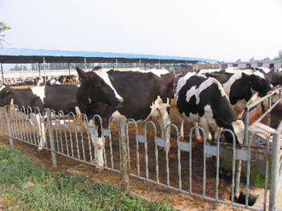 怎么养殖奶牛黑白花奶牛养殖技术要点