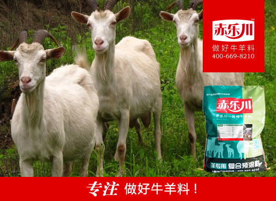 河南育肥羊饲料