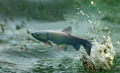 首个草鱼肠道微生物基因目录构建