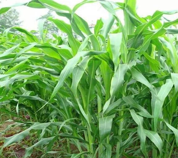 青绿多汁饲料的营养特点有哪些