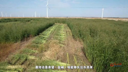 种适其地,地育其种 草业科技让盐碱地与牧草共赴新生