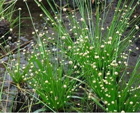 在水一方丨35种水生植物科普