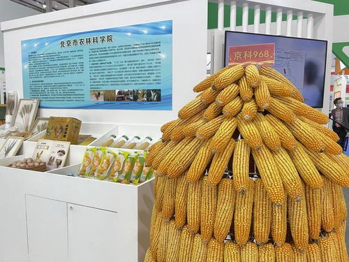 全国杰出贡献玉米自交系发布，55个优良自交系入选饲料科