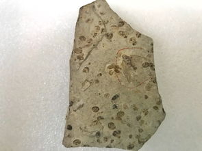 融入自然：在昆虫与饲料标本中理解万物相生