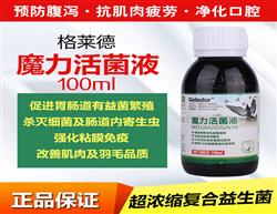 鸽饲料、鸽用品与鸽笼具企业展示平台 探索中国鸽业大全