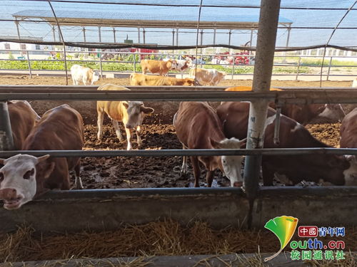 动科学子三下乡 饲料科技助力养殖，青春服务三农实践