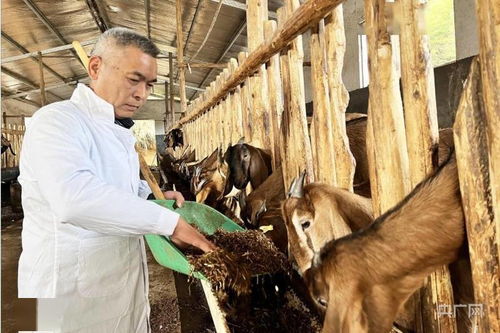 新春走基层 福建顺昌科技特派员下乡传经送宝，助力羊养殖饲料技术提升