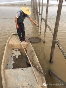 南美白对虾养殖户如何科学喂料，实现高效养殖