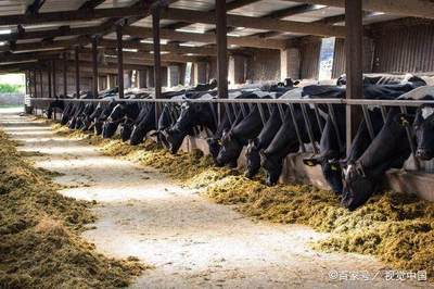 养牛多年经验谈 高效管理方法与实用饲料配方