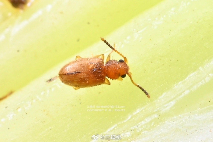 西芹上的微型守护者 龟纹瓢虫与隐食甲科小甲虫的生态角色与饲料潜力