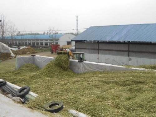 青贮饲料制作的黄金期 掌握关键技术，成就优质饲料